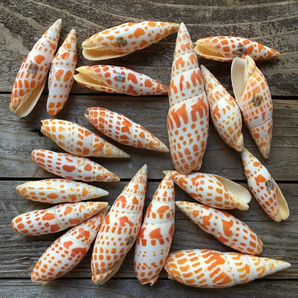two’s company Other - 20 Orange & White Seashells | Beach Decor